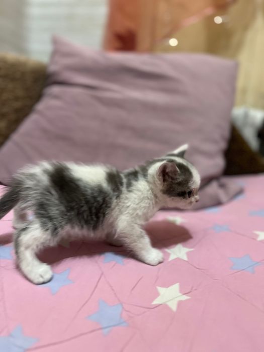Котята в хорошие руки