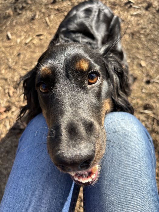 Lola suczka spaniela do adopcji