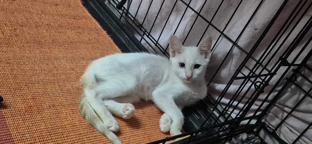 Gatos bebés para adoção consciente