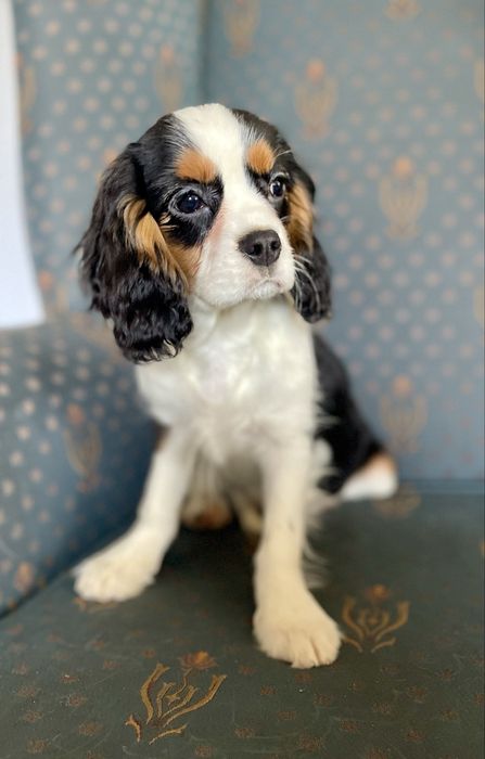 Cavalier king charles spaniel-samiec z kompletem szczepien