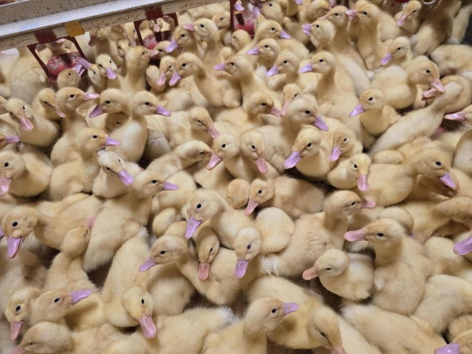 Kaczki Pekin maksimus ! Zapisy na koniec Stycznia! Dowóz do klient