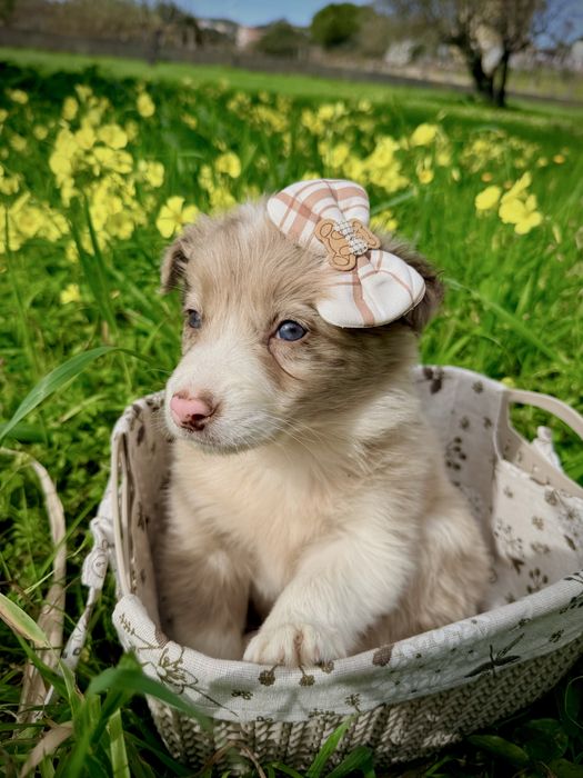 Excelente menina border collie red merle