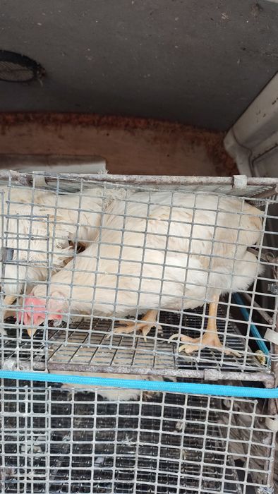 Продам курей несушек