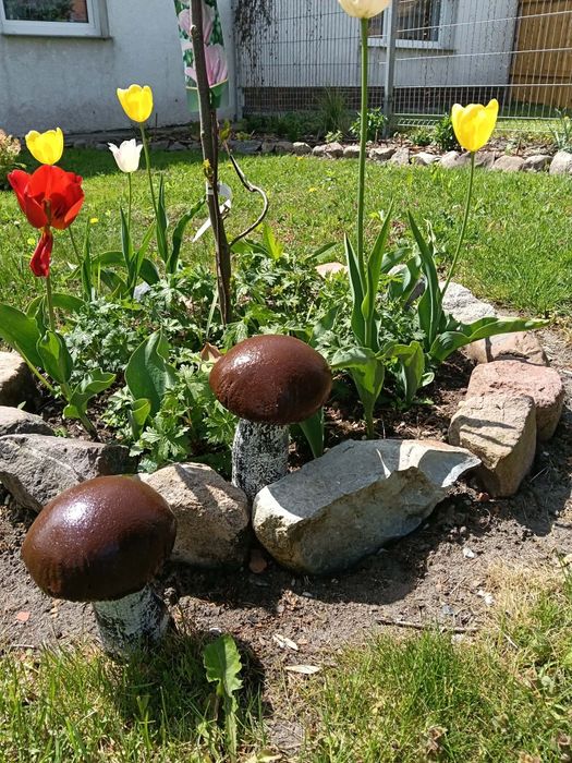 Grzyby z betonu nowe