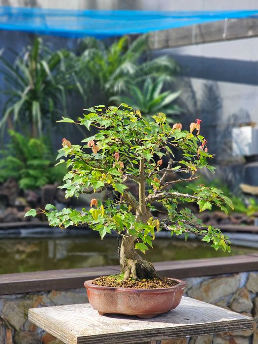 Bonsai acer buergerianum +30anos