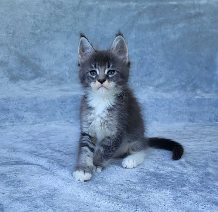 Kocurek Maine coon z rodowodem FPL