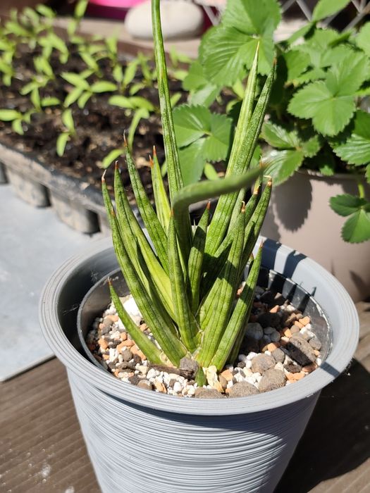 Sansevieria całość 7 sztuk Kalisz odbiór osobisty