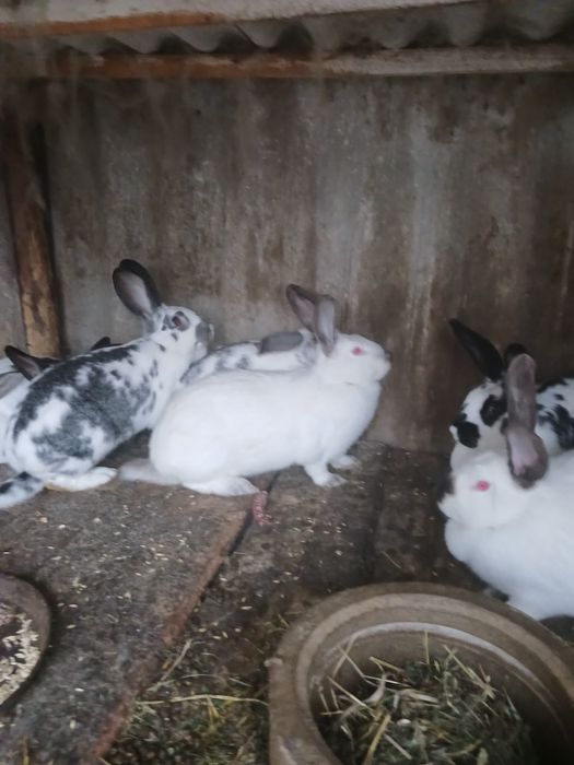Продаються  кролики