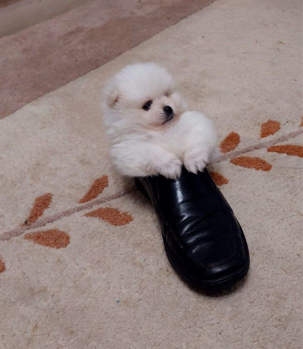 Lulu da pomerania spitz alemao