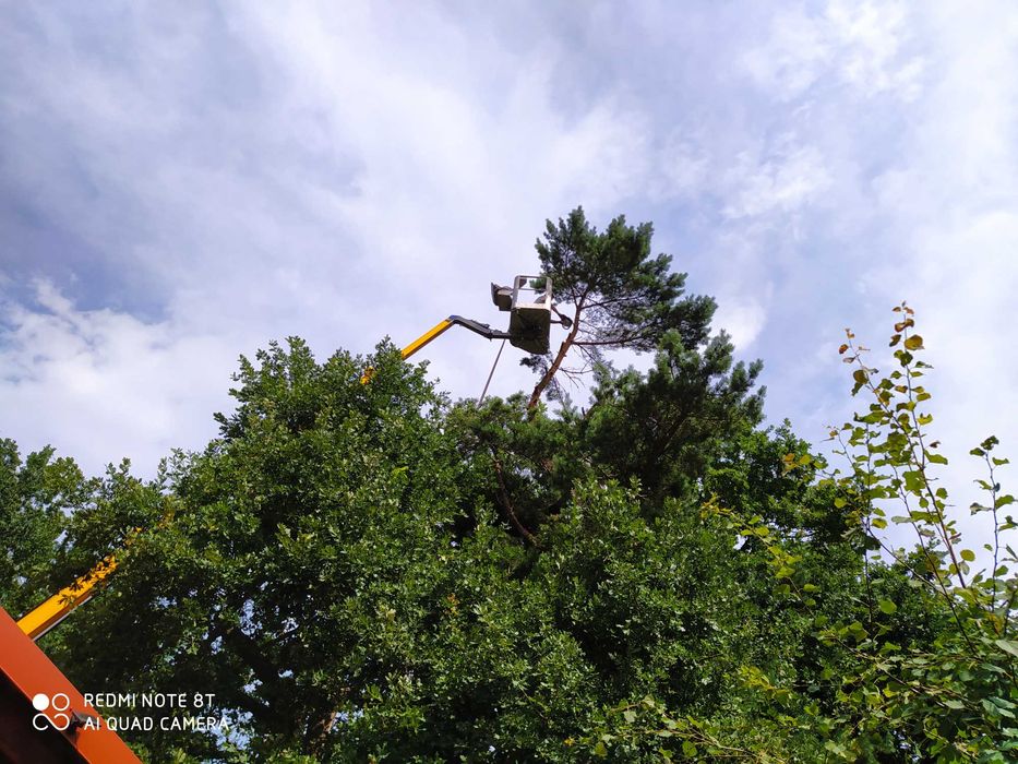podnośnik koszowy 30m 42m frezowanie usuwanie korzeni Rębak koszenie