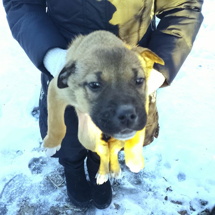 Віддам цуценя лабрадора