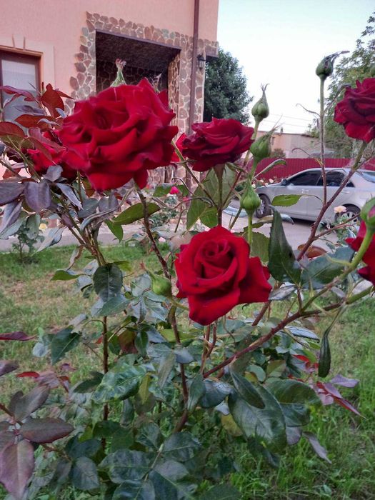 Дом по адресу (площадь 273,8 м²) - Atlanta.ua - фото 17