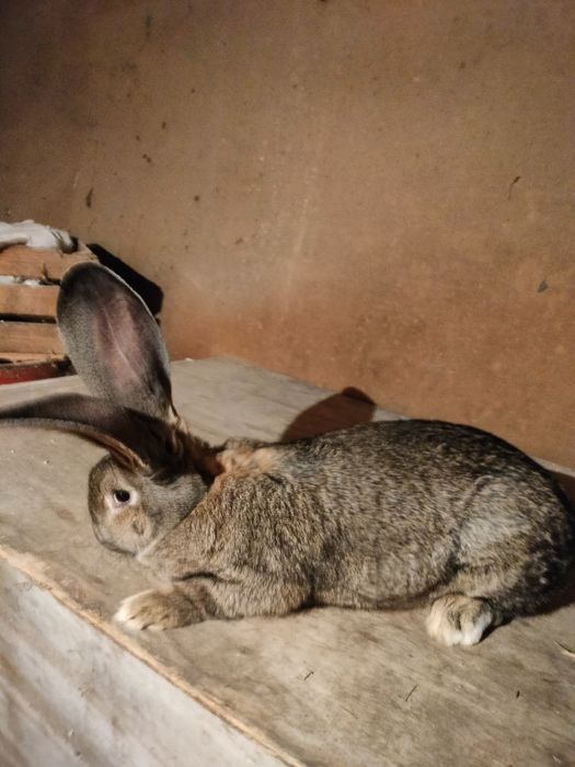 Olbrzym belgijski samica szary