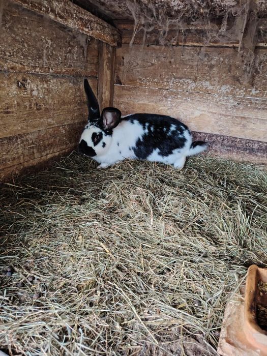 Sprzedam króliki – srokacz niemiecki (samce i samice)