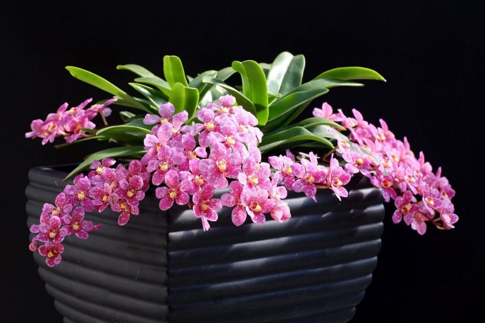 Орхидея Sarcochilus детка