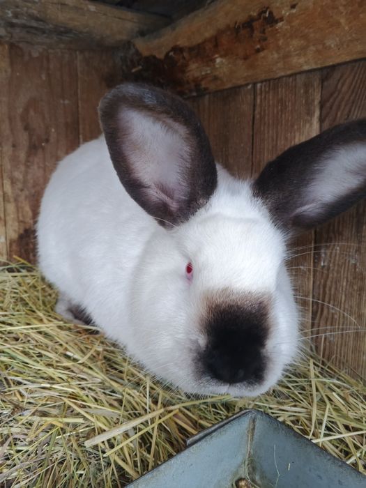 Каліфорнія самець