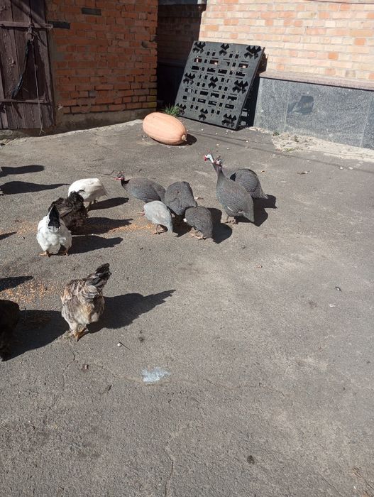 Продам пару пантарок.