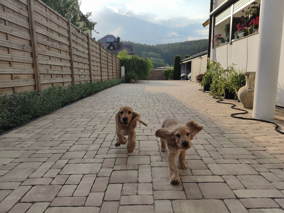 Cocker Spaniel Angielski