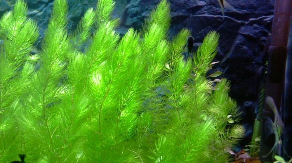 Rogatek sztywny roślina akwariowa