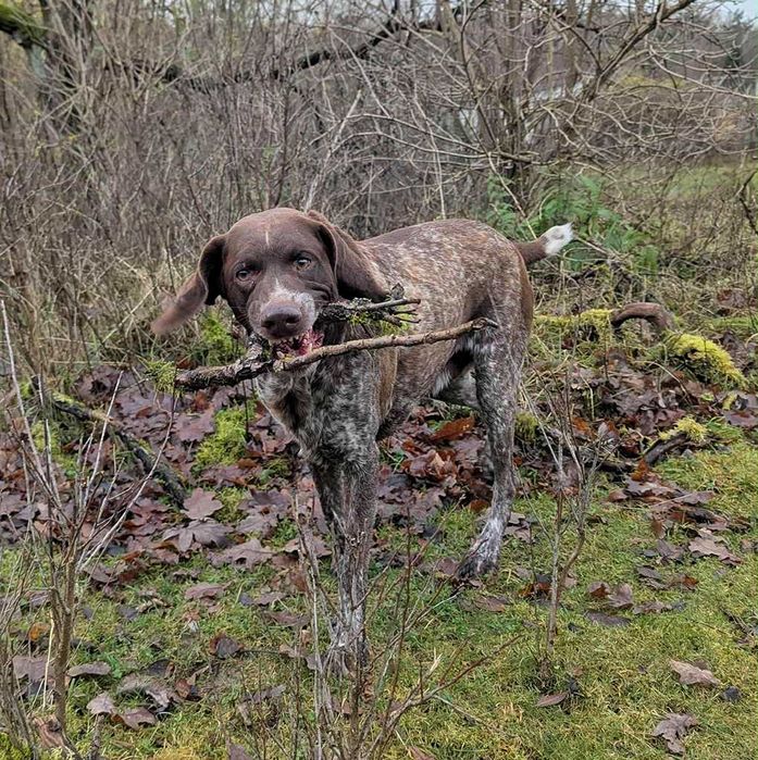 Wyżeł szuka dobrego domu.