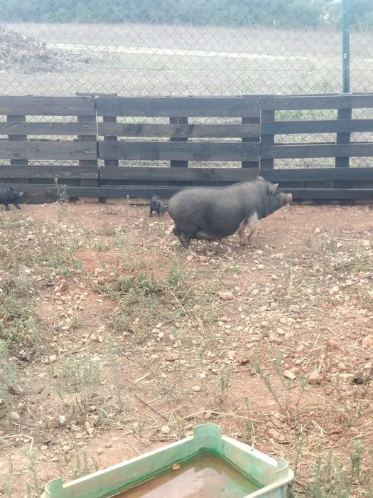 Mini pig nascidos a 06/08/2026