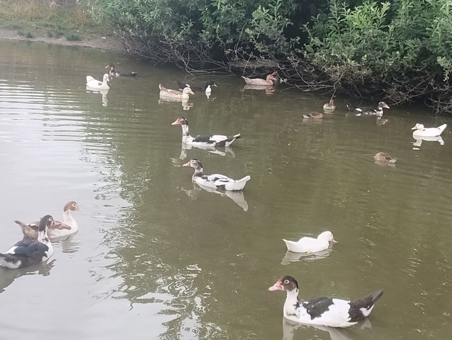 młode kaczki różne gatunki