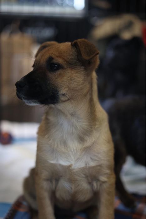 Cachorros bebés para adoção responsável