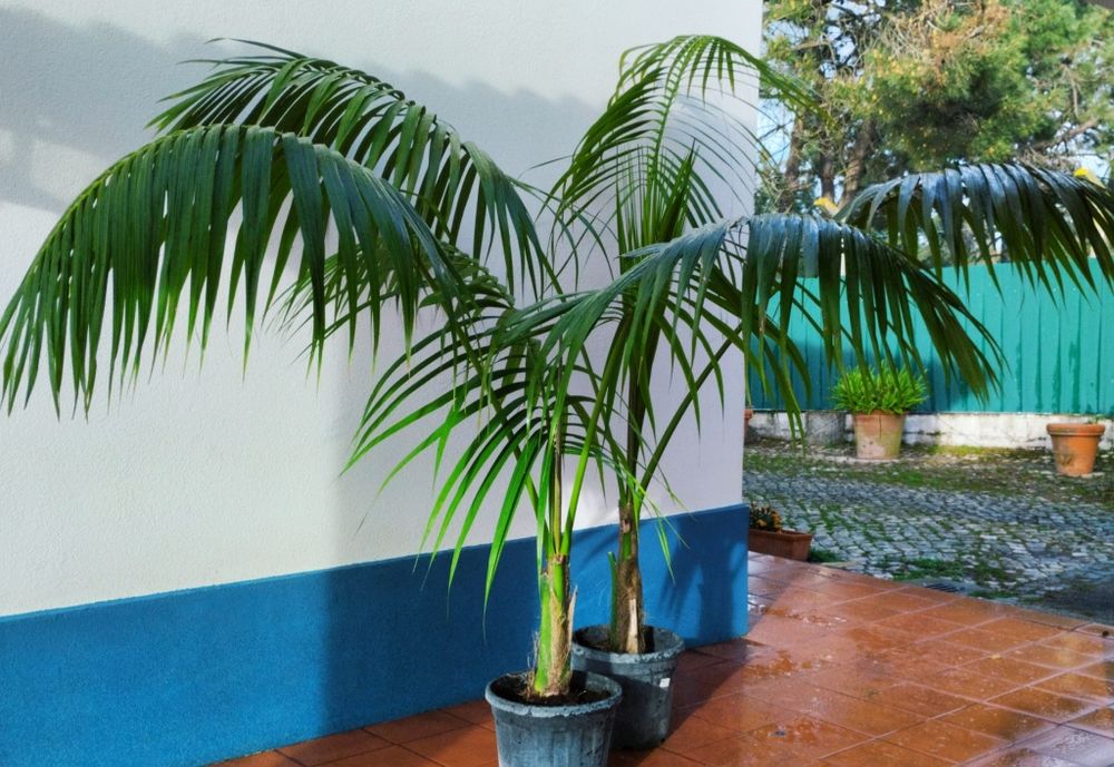 Palmeiras int/ exterior Kentia ou Howea forsteriana