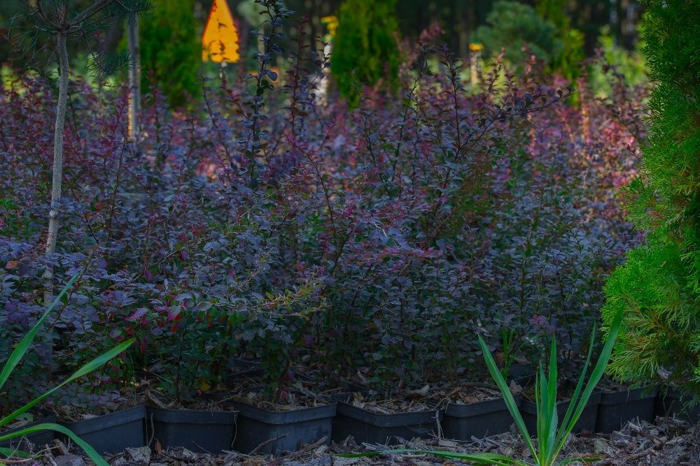 Berberys Thunberga odm. Czerwonolistna 20-30 cm, donica 3l