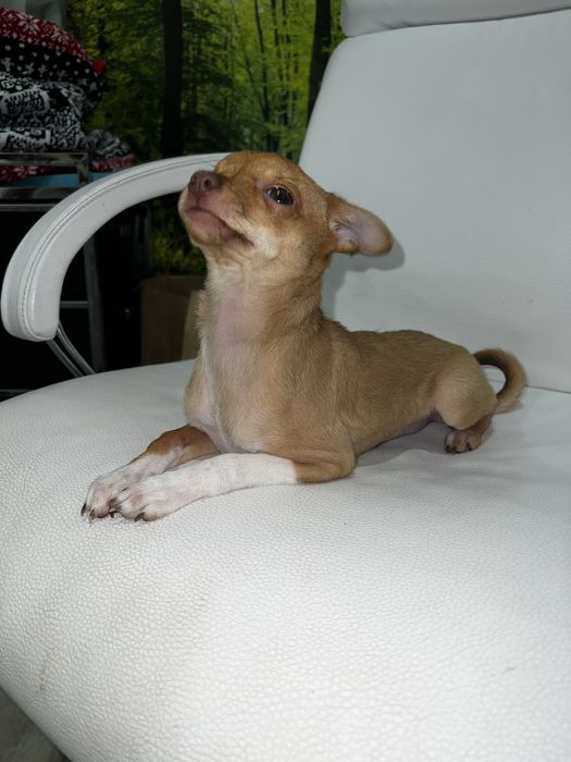 Продається дівчинка той‑тер’єр, 2,5 місяці!