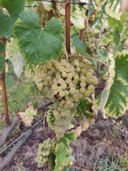 Uvas Brancas e/ou Tintas em bardo