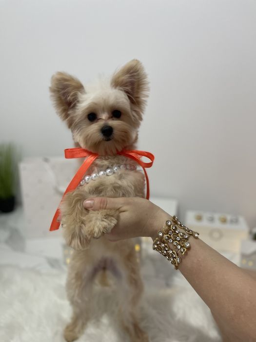 Помапу — Лише 4 дівчинки! Ідеальна можливість