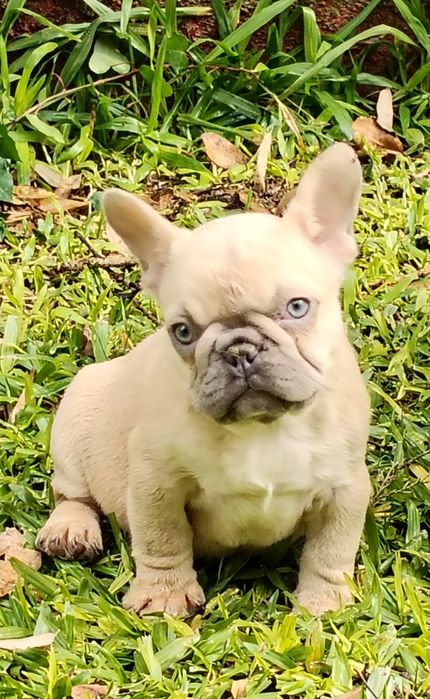 Bulldog Francês Lilac