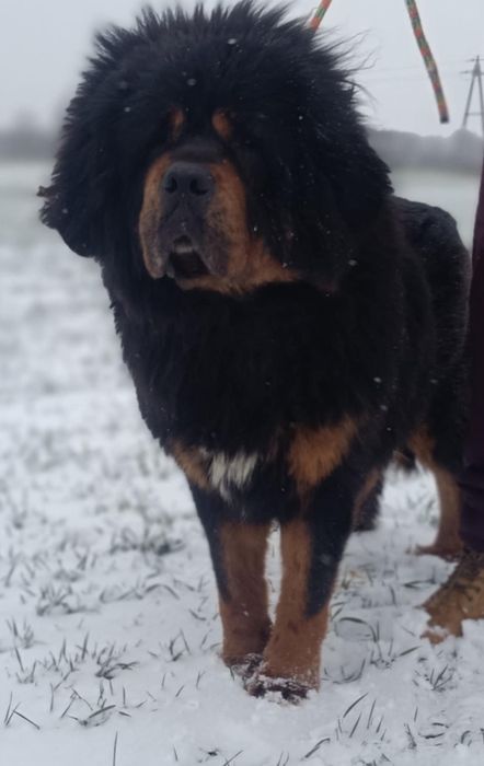 Mastif tybetański FCI suczka