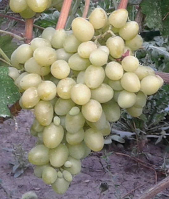 Саженцы/Саджанці винограду "Продюсер"/"Сіянець Продюсера"