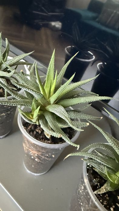 Хавортія смугаста суккулент з дітками hawortia