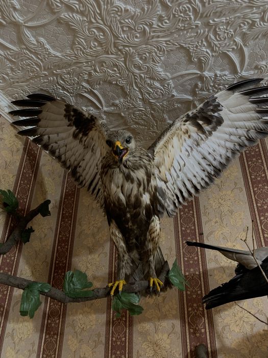 Опудала хижих птахів (канюк, яструб) декор, колекція