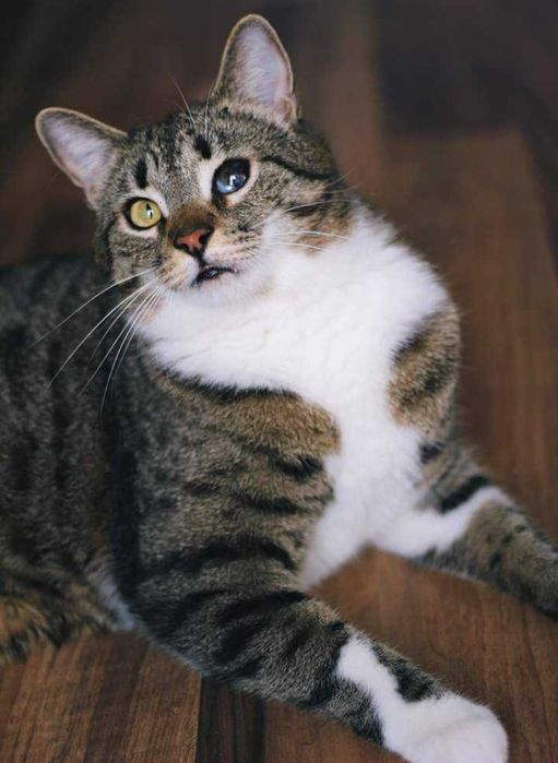 Ogromny, miziasty kocurek HUGON do adopcji za darmo ^-^