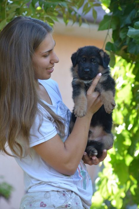 Щенки Немецкой овчарки