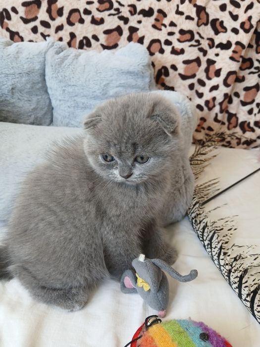 Шотландські кошенята