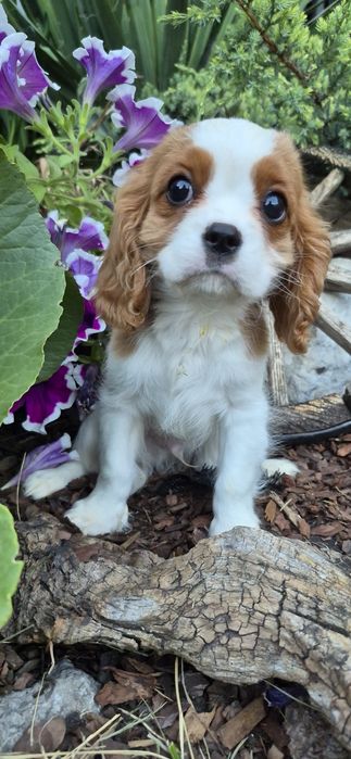 Cavalier king charles spaniel