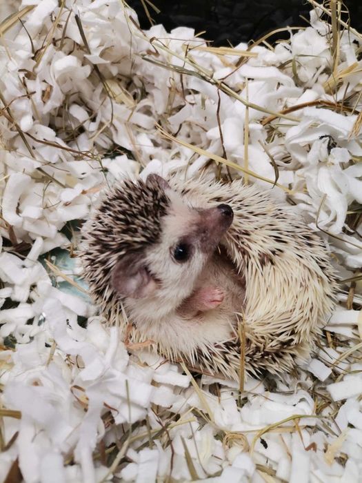 Pigmejski jeż afrykański