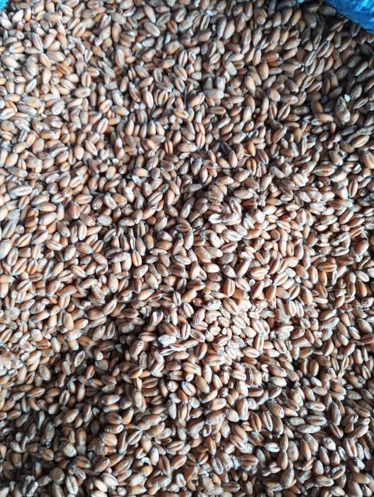 Pszenica ozima euforia