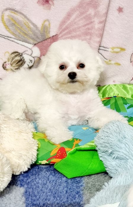 Bichon frise suczka zkwp