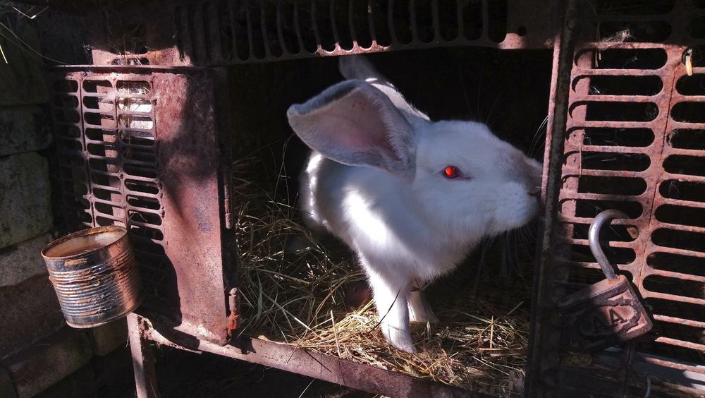 Кролик, кроленя. Рiзнi вiком