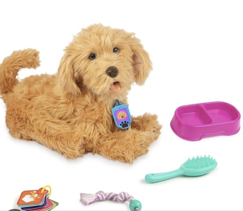 Лабрадудль Моджі, як справжній