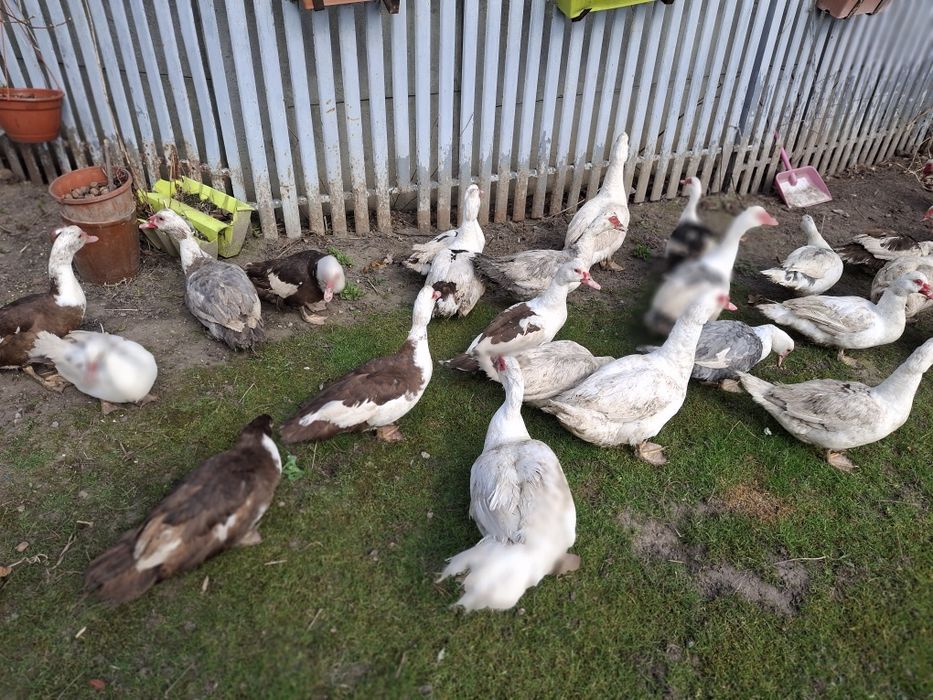 Kaczki  i Kaczory  francuskie