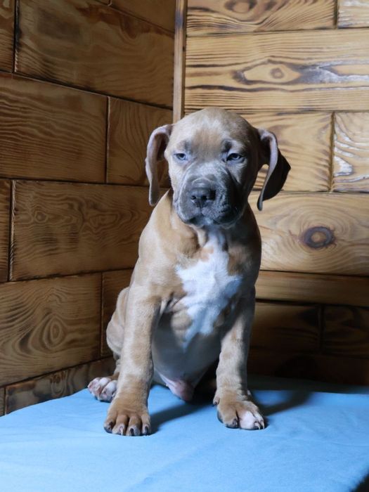 Цуценята Амстаффа готові до переїзду. З гарним родовідом