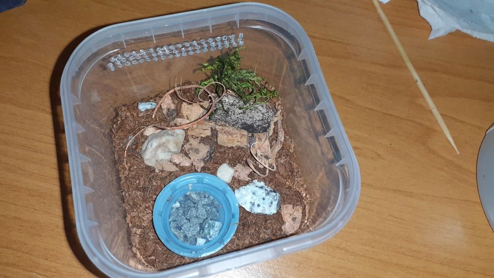 Zestaw Chromatopelma cyaneopubescens l3 +gotowy pojemnik i karaczany