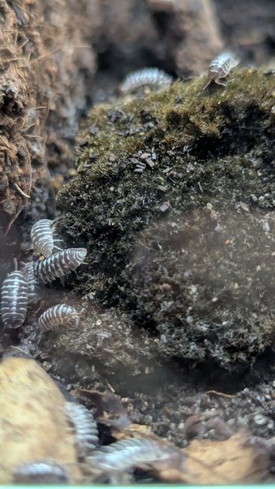10 Zebra Isopods (Armadillidium Maculatum) clean up crew for terrarium, pillbug